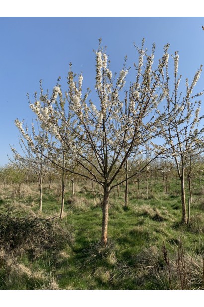Квітуче дерево вишні Ерді Крупноплідна